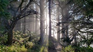 Pacific Coast, Oregon