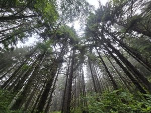 Redwood National and State Parks, CA